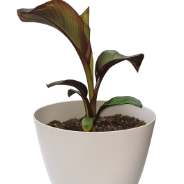 Abyssinian Banana Plant