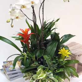 Orchid Garden