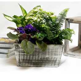 African Violet Planter