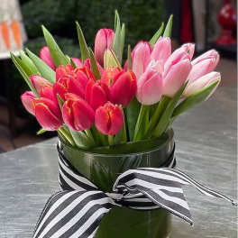 Tulip Joy
