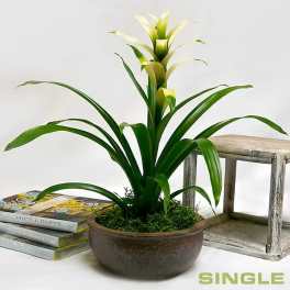 Exotic Bromeliad Planters