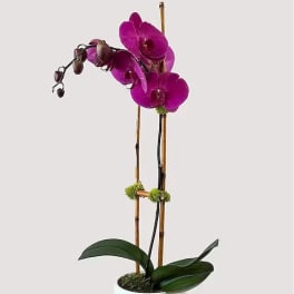 Fuschia Phalaenopsis