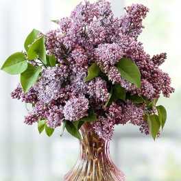 Lilac Love