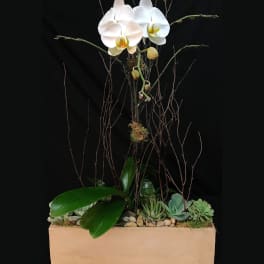 Contemporary Orchid Garden COG