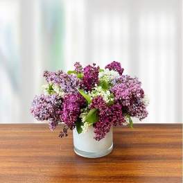 Lilac Delight