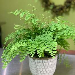 3 Month - Plant of the Month Club