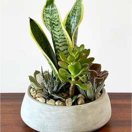 Contemporary Succulent Garden
