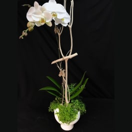 Contemporary Orchid Plant COP
