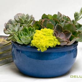 Deluxe Succulent Garden ADSGD