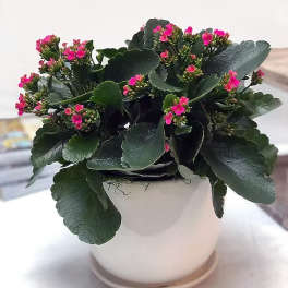 Kalanchoe