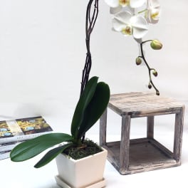 Single Stemmed White Phalaenopsis Plant PHPW