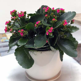 Kalanchoe ADBP1