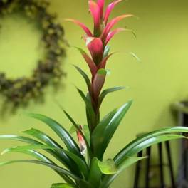 6 Month - Plant of the Month Club