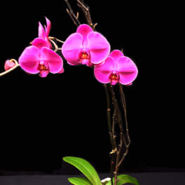 Fuschia Phalaenopsis PPHF