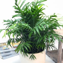 Designer Choice - Green Plant ADGP3