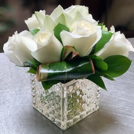 Pure Love ADVD6