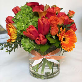 Fun Loving Orange MD18-3