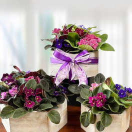 Vivacious Violets