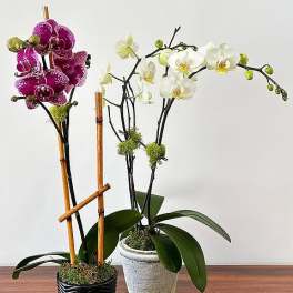 Miniature Phalaenopsis