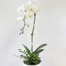 Contemporary Orchid Plant