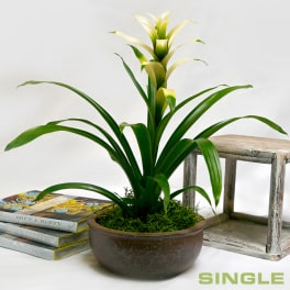 Exotic Bromeliad Planters ADBP