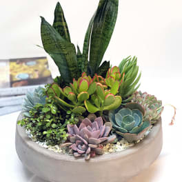 Contemporary Succulent Garden ADCSG1