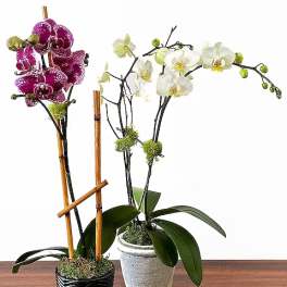 12 Month - Plant of the Month Club