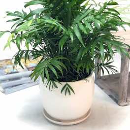Designer Choice - Green Plant