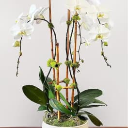Multi-Stemmed Phalaenopsis Orchid Planter