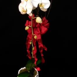 Phalaenopsis Love V16-11