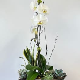 Contemporary Orchid Garden