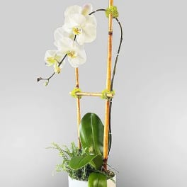 Zen Orchid Garden