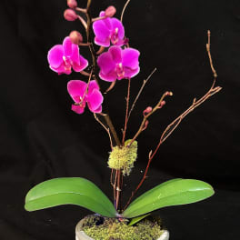 Miniature Phalaenopsis AD18-3