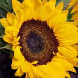 6 MONTH FLORAL SUBSCRIPTION