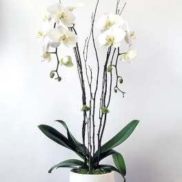 Double Phalaenopsis Orchid