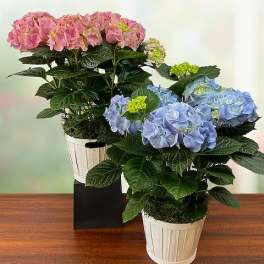 Gardener's Choice Blooming Plant