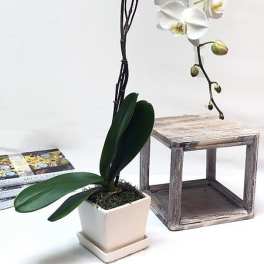 White Phalaenopsis Plant