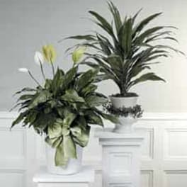 Plant tropical