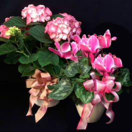 Gardener's Choice Blooming Plant V16-12