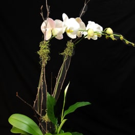 Double Phalaenopsis Orchid MD13-7