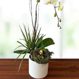 Spring Orchid
