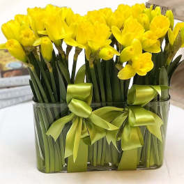 Daffodils in Bloom
