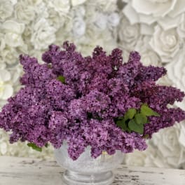 Lilac Purple