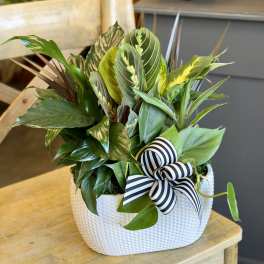 Dish Garden - Large
