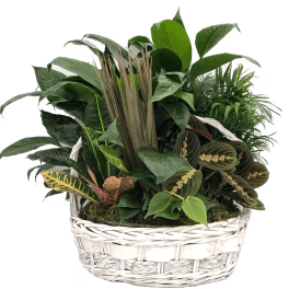 Laundry Basket C Dish Garden