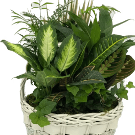 Laundry Basket B Dish Garden