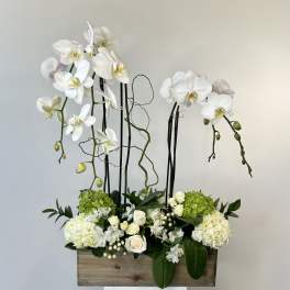 Orchid Paradise