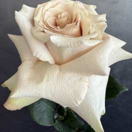 Single pale blush rose bloom against a dark background