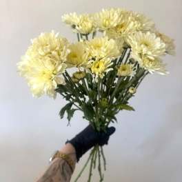 Mini Mums bunch