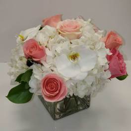 Elegant by Manny